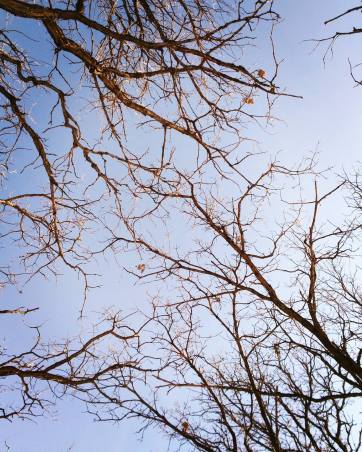 winter winnipeg trees therapy.jpg